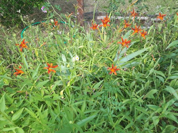 Bild Garten im Frühjahr