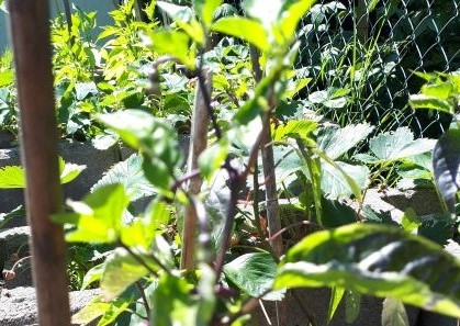 Bild Chilipflanze