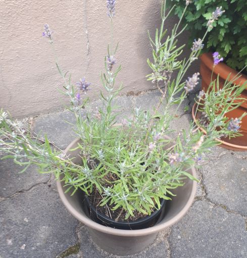 Bild Lavendel im Blumentopf