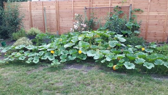 Bild Sommergarten