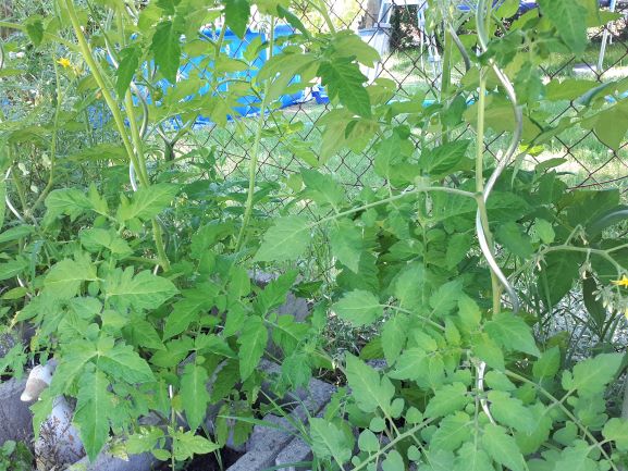 Bild Tomatenpflanze